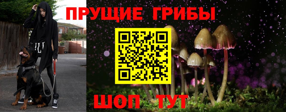 Кольчугино  Псилоцибиновые грибы Psilocybe  Вход с VPN  Псилоцибиновые грибы мицелий 